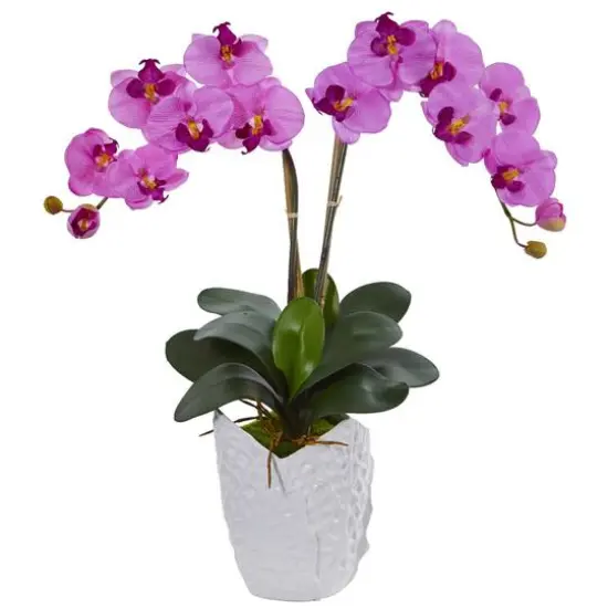 23" Double Phalaenopsis Orchid Arrangement in White Ceramic Vase Mauve {1}