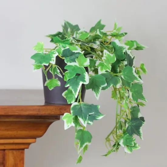 8" Spring Potted Mini Ivy Bush {3}