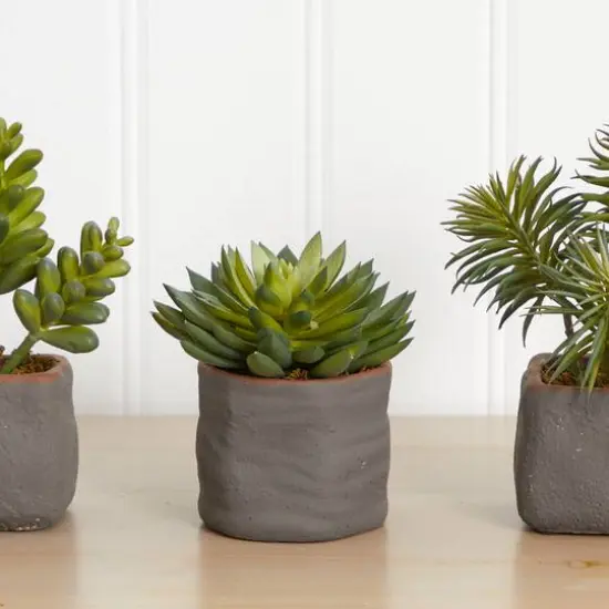 8" Succulent Trio in Gray Planter {7}