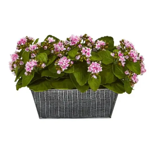 10'' Kalanchoe Plant in Black Embossed Planter {1}