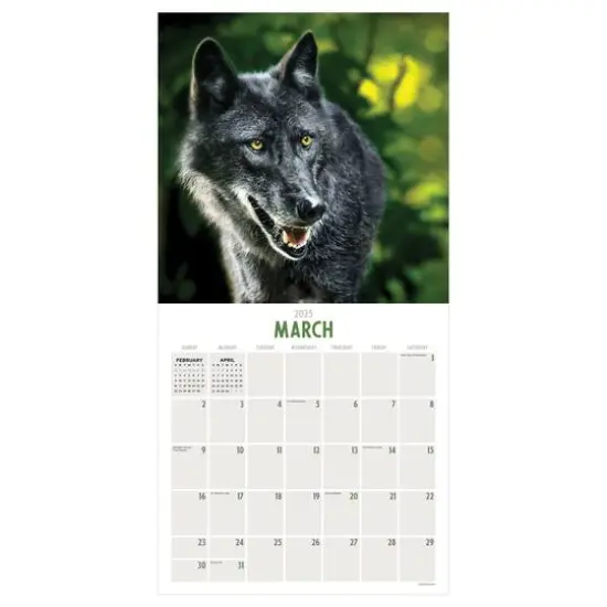 TF Publishing 2025 Wolves Wall Calendar {6}