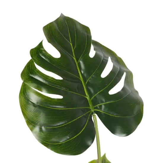 3ft. Potted Split Leaf Philodendron {3}