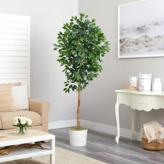 6ft. Ficus Tree in White Tin Planter {5}