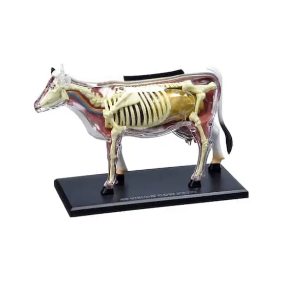 4D Vision&trade; Cow Anatomy Model {3}