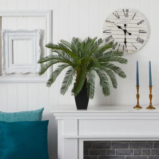 2.5ft. Cycas In Black Planter {4}