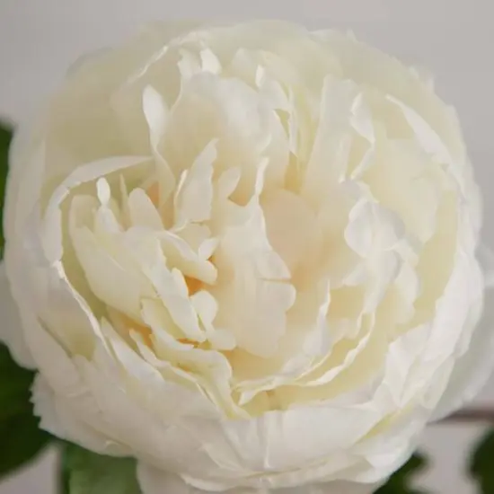 20" White Peony Flower Stems, 3ct. {8}