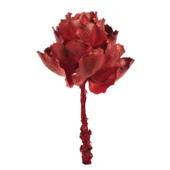 Dried Red Queen Flower Stem {1}