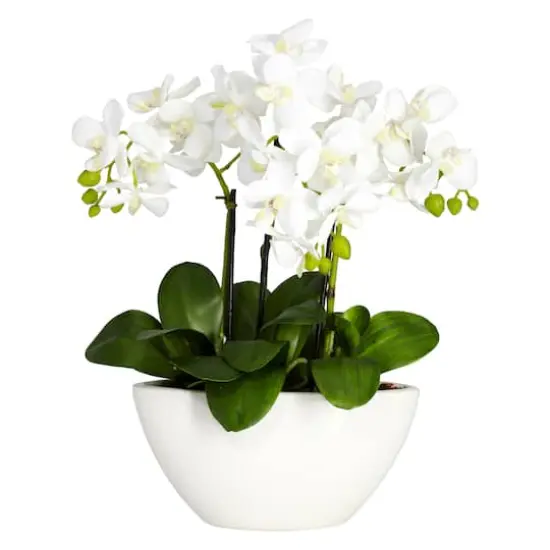 15" Phalaenopsis Arrangement in White Bowl Vase {1}