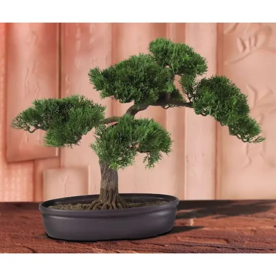 16" Potted Cedar Bonsai Plant {3}