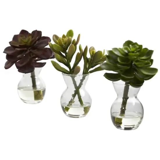 Succulent Arrangements in Vases 3ct. {1}