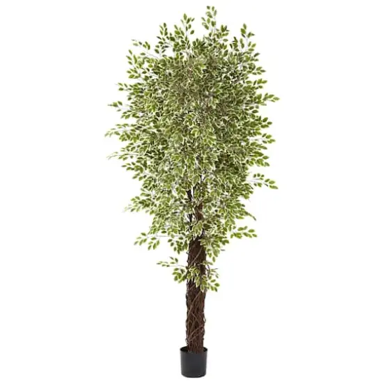 7.5ft. Potted Variegated Mini Ficus Tree {1}