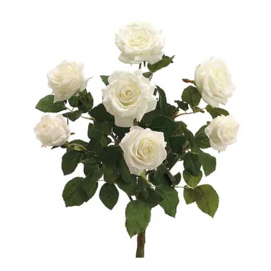 Cream Confetti Rose Bush {1}