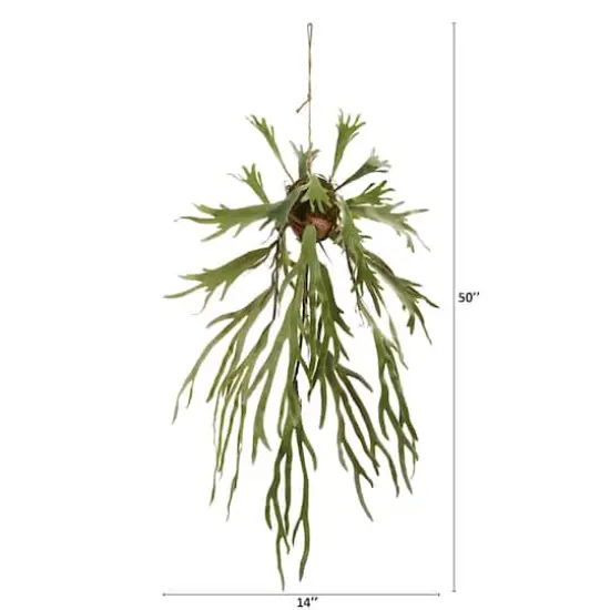 4ft. Staghorn Hanging Plant {3}