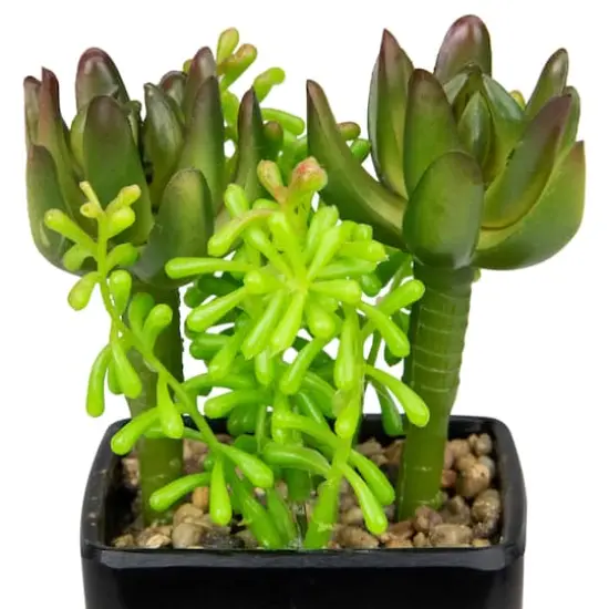 6" Potted Green Succulent Arrangement {4}