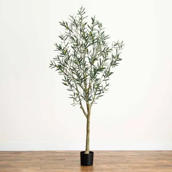 7ft. Potted Greco Olive Tree {7}