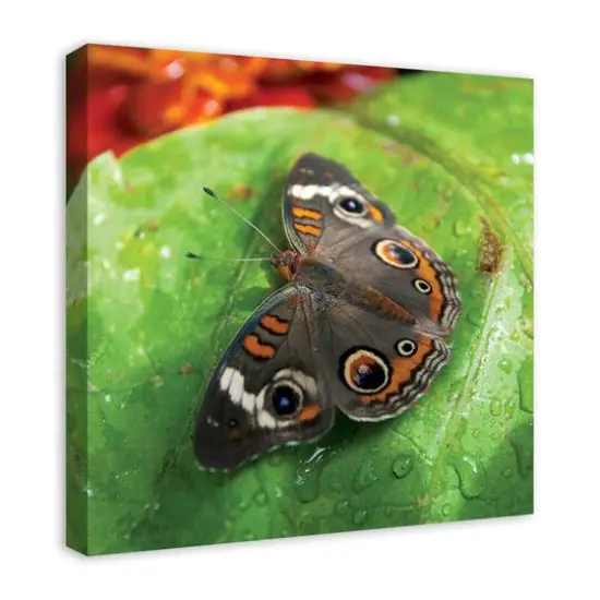 Butterfly On Leaf 24" x 24" Canvas Wall Art {3}