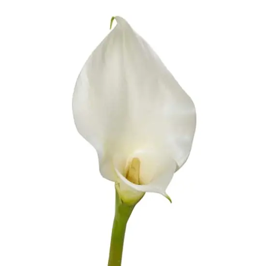 White Calla Lily Flower Stems, 4ct. {4}