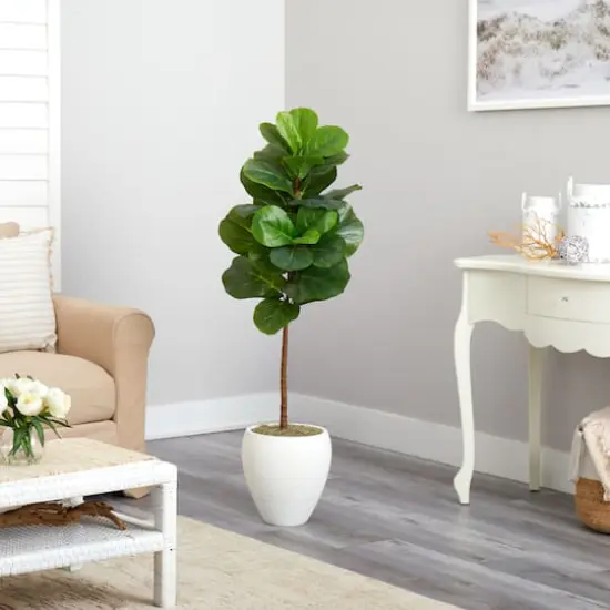 4.5ft. Fiddle Leaf Fig Tree in White Planter {5}