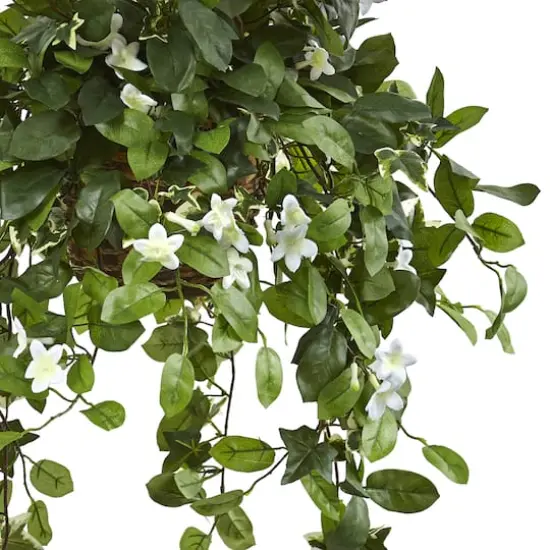 3.5ft. Stephanotis Flowering Plant in Hanging Basket {4}