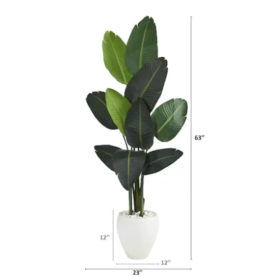 5.25ft. Traveler's Palm Tree in White Planter {4}