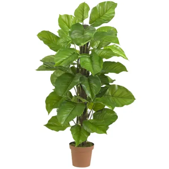 4.3ft. Potted Large Leaf Philodendron Plant {1}