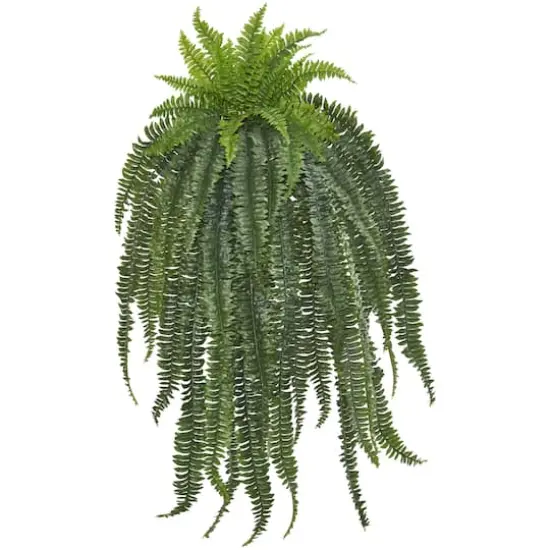 5ft. Boston Fern Hanging Plant {1}