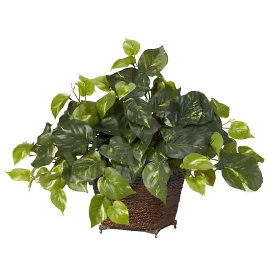 17" Pothos In Coiled Rope Planter {1}