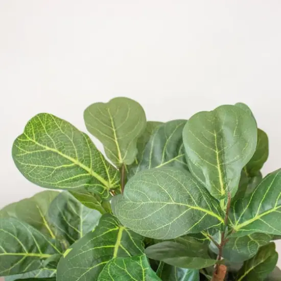 7ft. Potted Fiddle Leaf Fig Tree {5}
