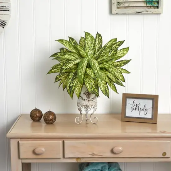 24" Aglaonema with White Metal Planter {4}