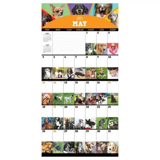 TF Publishing 2025 Dog-a-Day Wall Calendar {6}