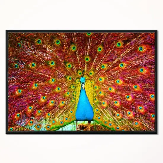 Designart - Peacock Dancing - Animal Photography Framed Canvas Art Black {4}