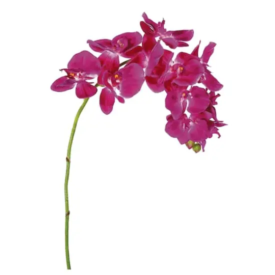 Pink Phalaenopsis Orchid Spray {1}