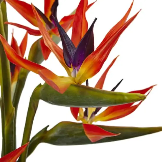 2.5ft. Bird of Paradise Flowers in Glass Cylinder Vase {5}