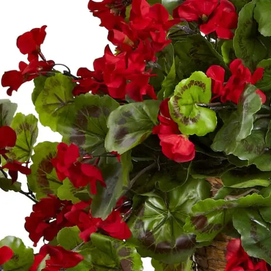 2.5ft. Geranium Hanging Basket {3}