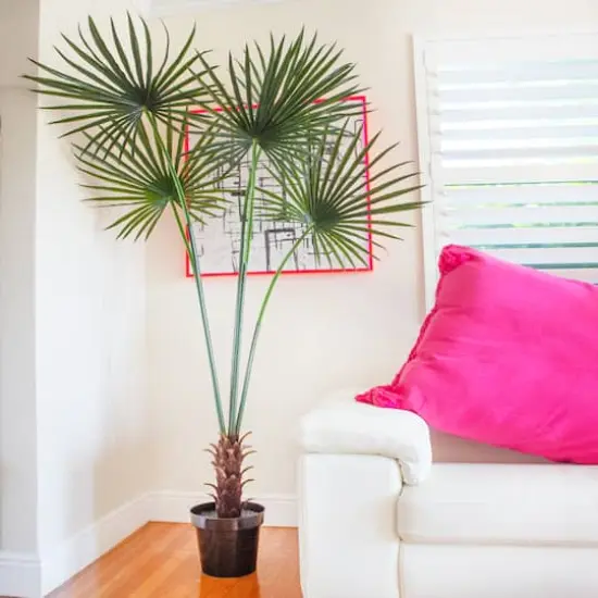 7ft. Potted Fan Palm Tree  {5}