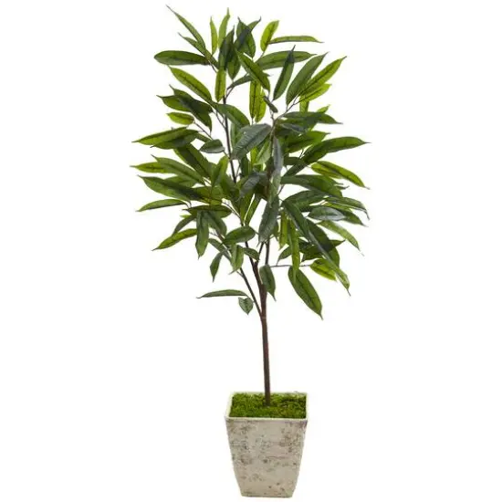4ft. Ficus in Country White Planter {1}