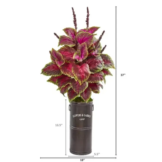 3ft. Coleus Plant in Decorative Planter {3}