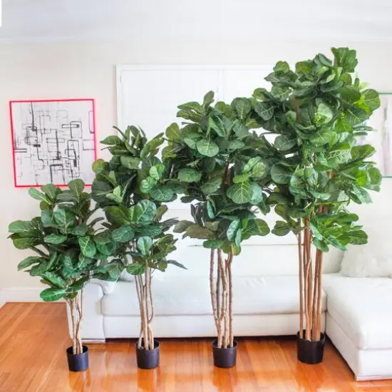 7ft. Potted Fiddle Leaf Fig Tree {9}