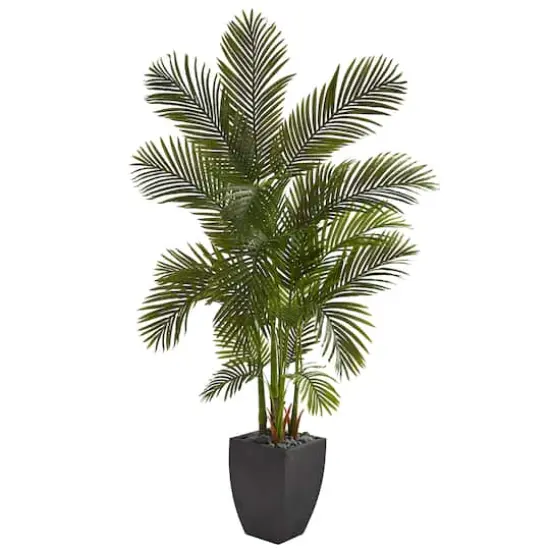 5.5ft. Areca Palm Tree in Black Planter {1}