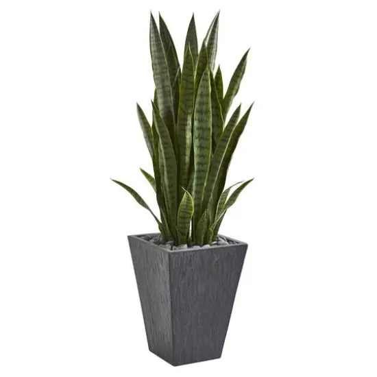 3.5ft. Snake Plant in Slate Planter {1}