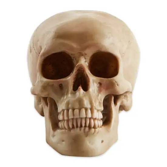 7" Grinning Highly Realistic Replica Human Skull Statue Home D&eacute;cor {4}