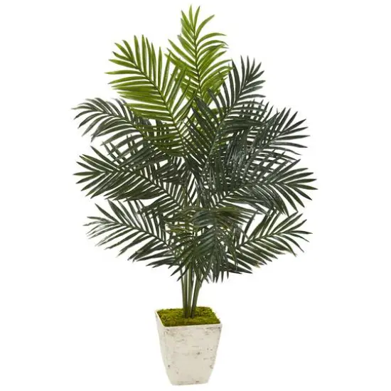 4.5ft. Paradise Palm Tree in White Planter {1}