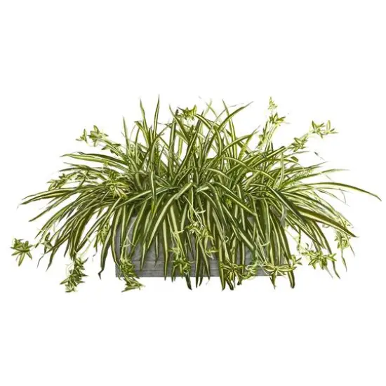 3.5ft. Spider Plant Arrangement Plant in Stone Planter {1}