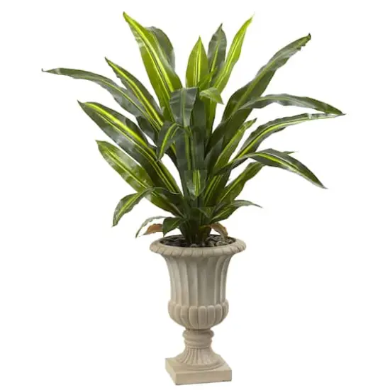 5ft. Dracaena Plant in Urn {1}