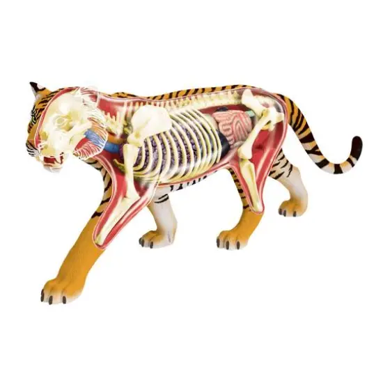 4D Vision&trade; Tiger Anatomy Model {3}