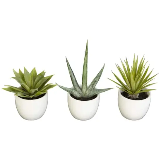 Potted Agave Plant Collection 3ct. {1}