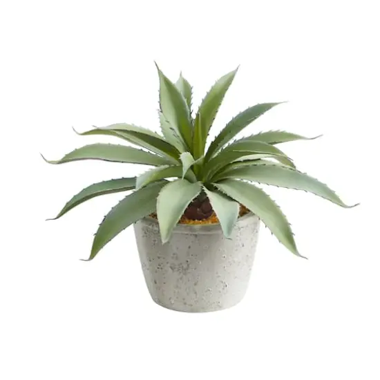 9" Potted Aloe Succulent Plant {1}