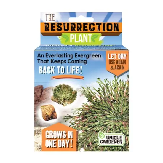 The Resurrection Plant {1}