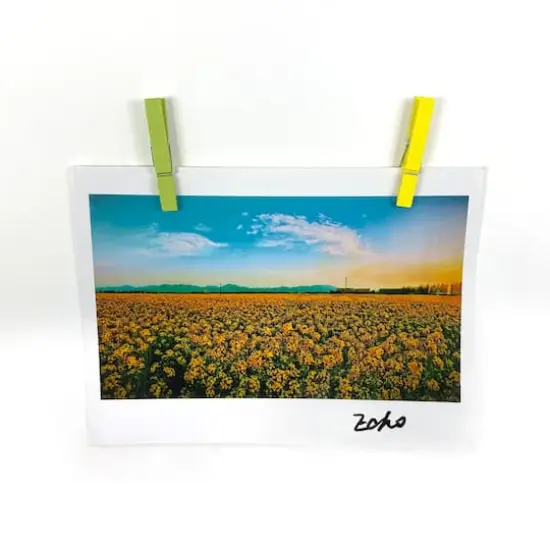 Medium Neon Clothespins by Recollections&trade; {4}