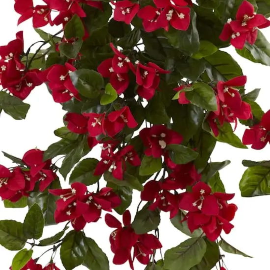 2ft. Bougainvillea Hanging Bush, 2ct. {3}